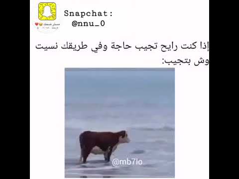 بقره تائهة وسط البحر ميمز