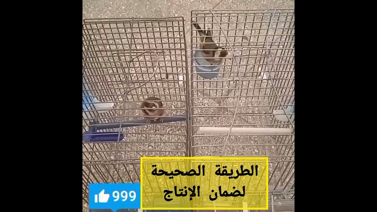 الطريقة الصحيحة لضمان إنتاج طائر الحسون بدون مشاكل