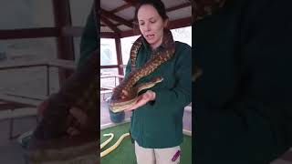 Celebrity KANGAROO ISLAND VIRTUAL TOURS | Raptor Domain - Pythons with Dayna Profile