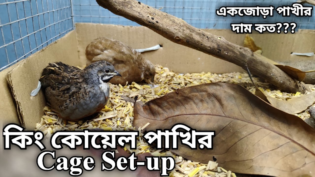 ।।কিং কোয়েল পাখির Cage Set-up।।কিং কোয়েলের জন্য প্রাকৃতিক সেটআপ।।শৌখিন কোয়েল পাখি পালন পদ্ধতি।।