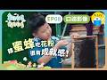 🐝歡迎光臨我的牧場𝗘𝗣𝟴口述影像版 ▸▸ 𝟭𝟭歲男孩的蜜蜂場生活 —餵蜜蜂吃花粉 很有成就感｜小公視