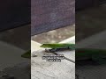 Hawaiʻi’s Most Colorful Gecko… Isn’t Native 🦎