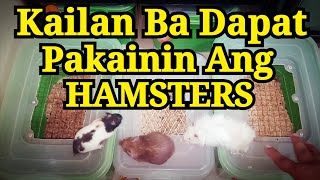 What is the Best Time To Feed Our Hamsters?