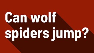 Can wolf spiders jump?