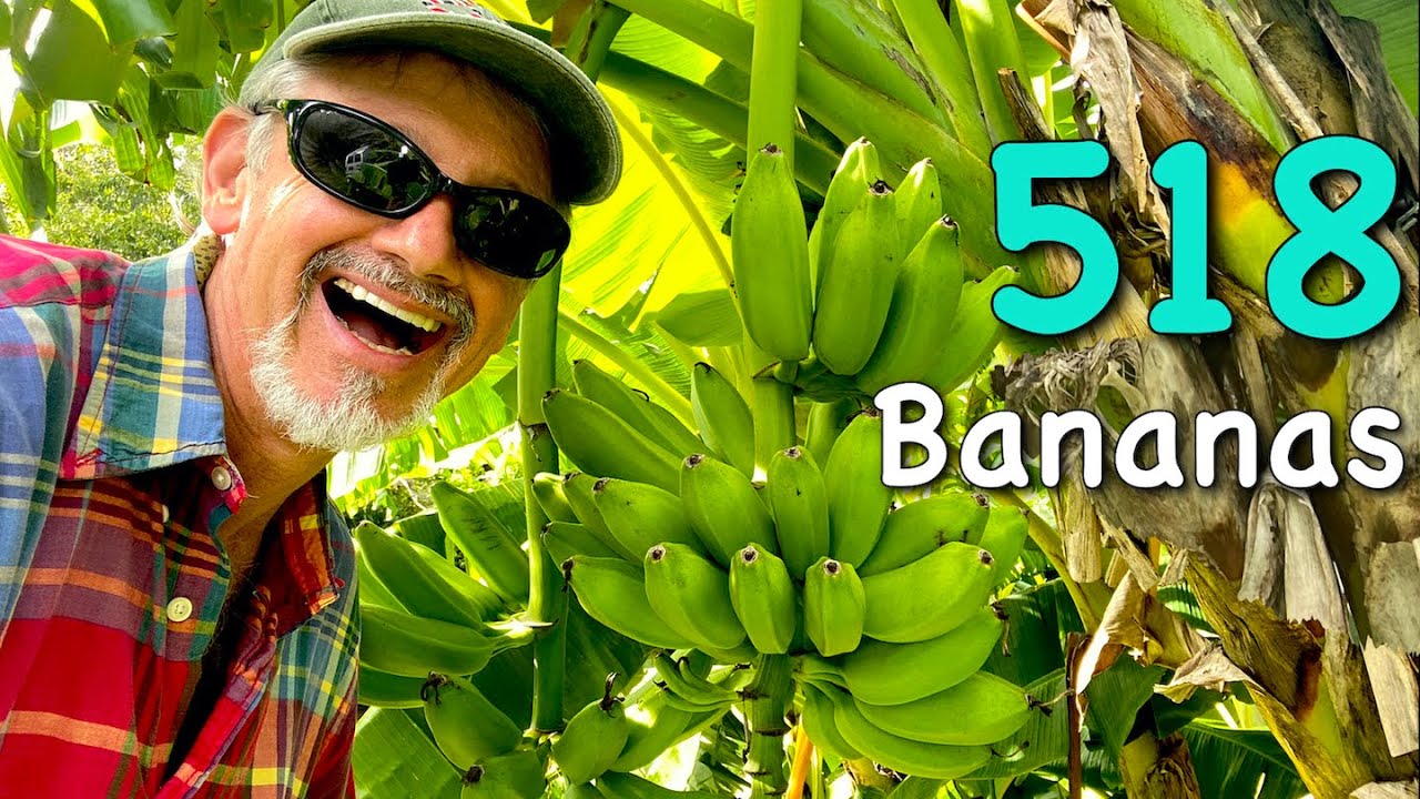 Common Man Grows 518 Edible Bananas in South Carolina Proof of