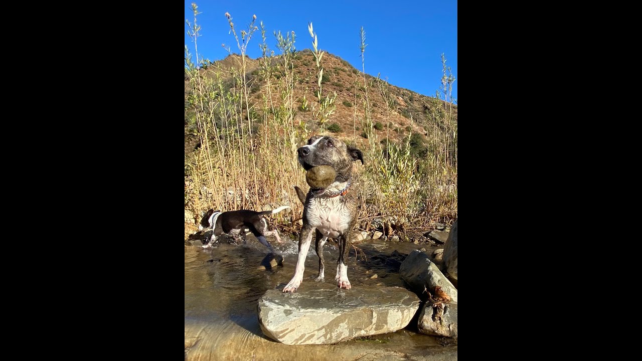 Exploring Matilija Falls with the Dogs