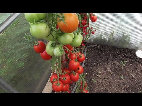 С КАКОЙ КИСТИ