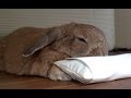 ウサギのお昼寝は、こうするデス。(チャップ・ダンダンウー) Nap of the rabbit is such a way.