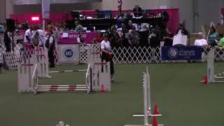 2017 AKC Invitational - RD 4 JWW - Quasi(modo)