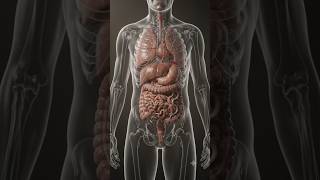 🐛🪱 worms in the human body #worms #3danimation #humanbody #facts #sciencefacts #explore