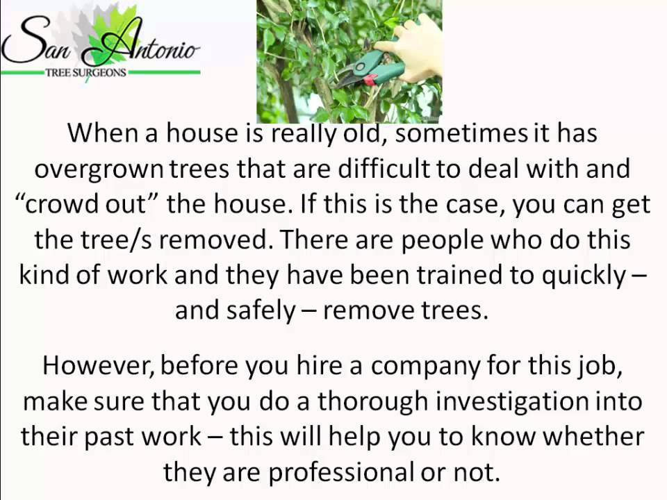 Tree Service San Antonio, Tx | Certified Arborists
