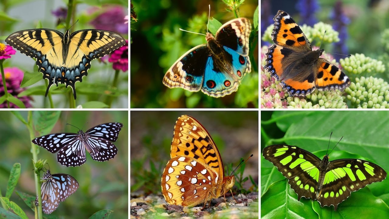 Swallowtail Butterflies, Monarch Butterflies, Lesser Purple Emperor Butterfly, And Lots More