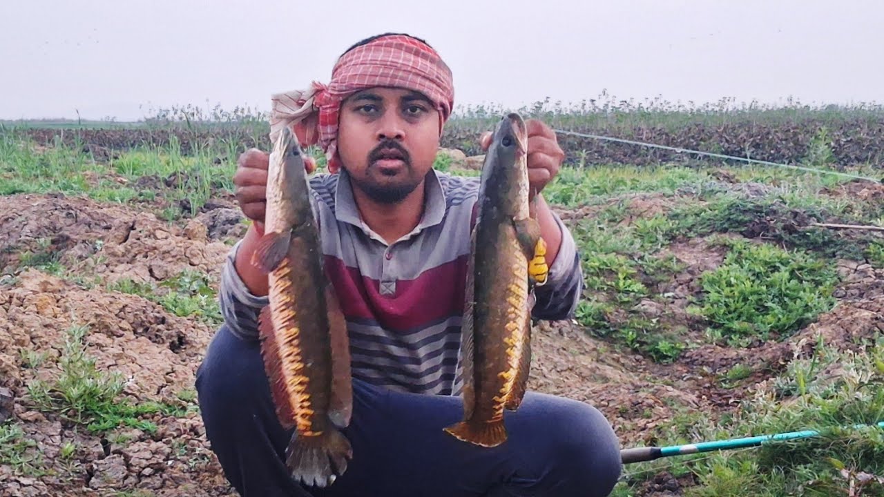Amazing Snakehead Fishing Video घासी  मरल का खतरनाक हमला 