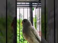 Love birds #kerala #lovebirds #bird #relinsamuel