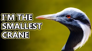 Demoiselle Crane facts: the smallest living cranes | Animal Fact Files