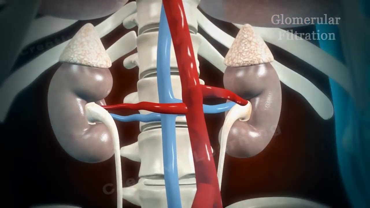 The kidney YouTube