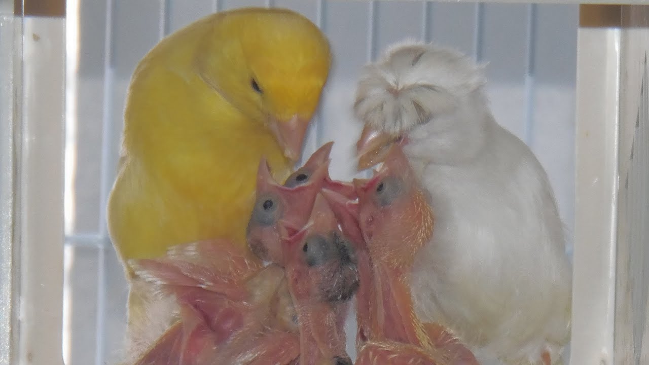 До какого возраста канарейки и щеглы способны к размножению?