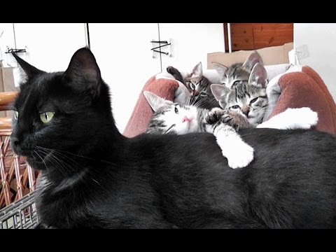 When This Man Comes Home, He Gets The Best Surprise Ever… SOO Cute!!