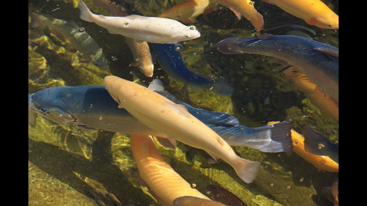 Рыбоводство .Форелевое хозяйство «Адлер».Сочи.Пруд для разведения рыбы ...