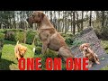 Lab working dog, Foxred labradorJumping Drill and a Long Marked Retrieve.