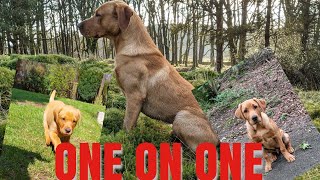 Lab working dog, Foxred labradorJumping Drill and a Long Marked Retrieve.