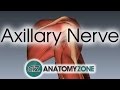 Axillary Nerve | 3D Anatomy Tutorial