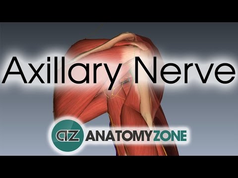 Axillary Nerve | 3D Anatomy Tutorial