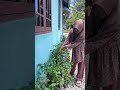 Tips seledri subur dan gemoy #berkebun #gardening #youtubeshorts