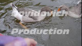 Feeding Cookies To Wild Geese On The Southern Ural River In Russia.