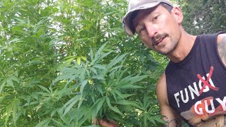 How Cannabis Benefits a Vegetable Garden | Pest Control - Pollinators - Biomass