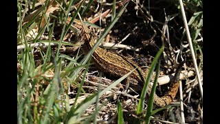 #NABU Kreis #Borken -  und  ENHOE Natuurwerkgroep Enschede  - Frühjahrsputz in Varviksveld