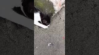 Cat Fun#shorts#viral #fun#funnyvideo#funnyshorts#reels#reel#trending#funnycomedy#viralvideos#cat#bd
