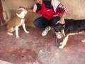 Chiens Chankala 