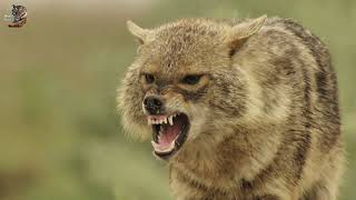 Eagle Vs Jackal Fight For Food, Wild Animal Hindi,