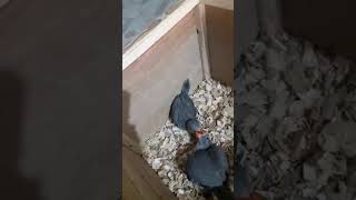 Gray Ringsneck chicks #ringnecks