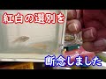 【めだか】とある理由で紅白メダカの親選び選別を断念しました。