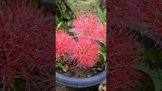 From Bud to Bloom | Stunning Football Lily Transformation ✨|#flowers #nature#trendingshorts
