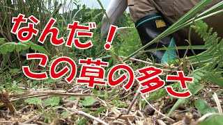 【草刈り】お茶農家が強敵カヤを三角ホーで退治するはずが…。#38【Rermented Awa Bancha Tea】