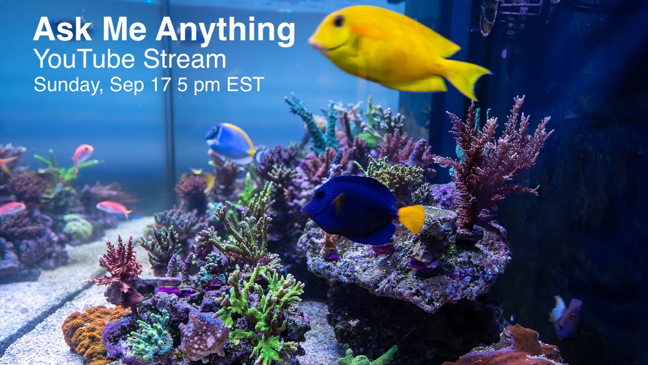 Live Q&A Treasure Corals, AquaticLog and my aquariums YouTube
