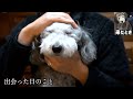 🐶僕の犬が家に来て3年が経ちました。グリィと出会った日のこと。これまでのこと。【トイプードルのグリィ】【犬】【dog】【toy poodle】