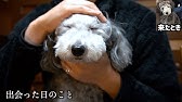 犬が筋トレを邪魔してきてかわいいwww トイプードルのグリィ 犬 Dog Toy Poodle Youtube 犬が筋トレを邪魔してきてかわいいwww トイプードルのグリィ 犬 Dog Toy Poodle Youtube