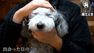 🐶僕の犬が家に来て3年が経ちました。グリィと出会った日のこと。これまでのこと。【トイプードルのグリィ】【犬】【dog】【toy poodle】