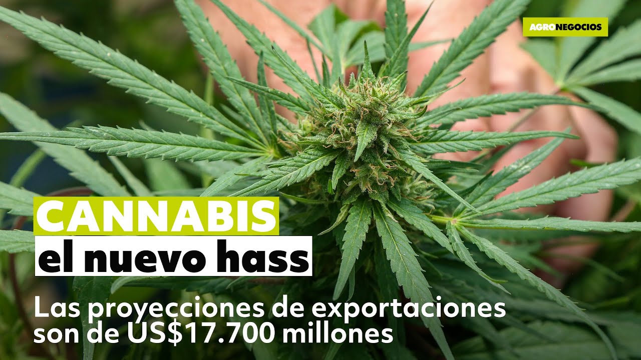 Este dispositivo tritura tu cannabis y arma los porros, Gracias a la  inteligencia artificial, armar un porro es más fácil que nunca 🤖🚀