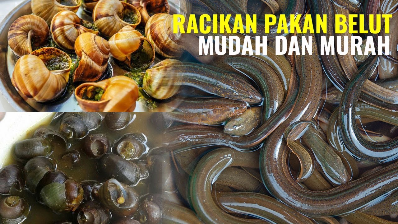 CARA MEMBUAT PAKAN BUDIDAYA BELUT - MEMBUAT BELUT CEPAT PANEN