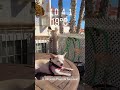 #чихуахуа  #собака #собачка #испания #аликанте #chihuahua #perrito #perro #playa #alicante #аліканте