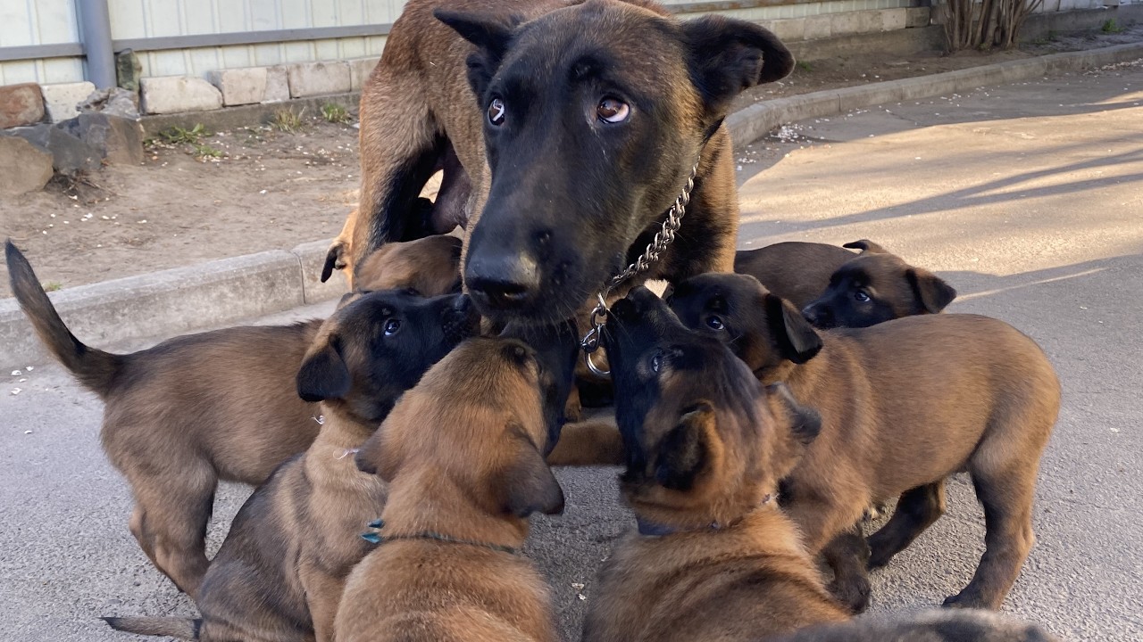Собака мама дисциплинирует своих щенков. Отлучение щенков от грудного вскармливания.