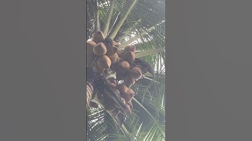 Gợi nhớ quê hương|Cây dừa sáp nhà trồng cho rất nhiều trái.