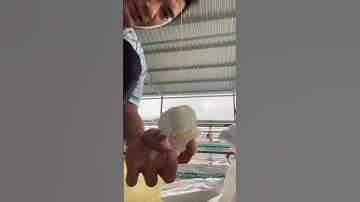 Chia sẽ cách câu cá tra sông thiên nhiên mồi bún tươi @ghiencau66