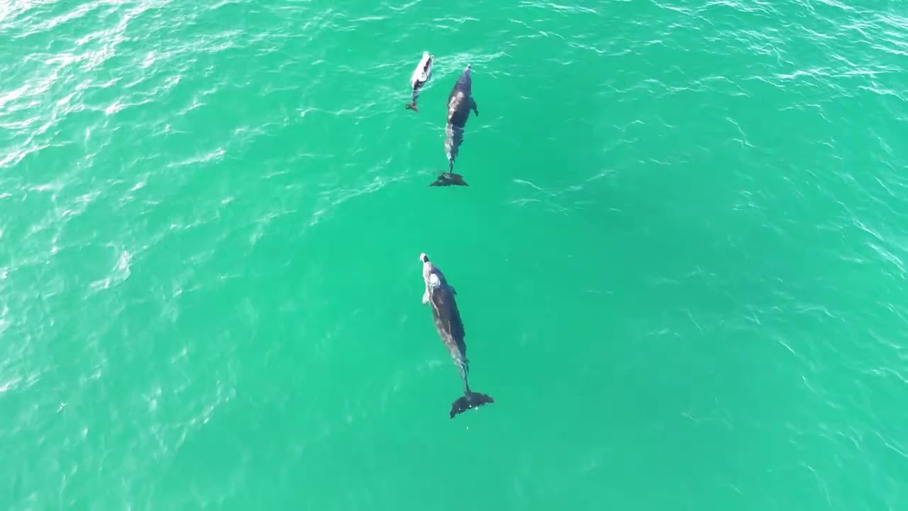 Seaglide | Playful Dolphins, Emerald Beach, Mid North Coast NSW