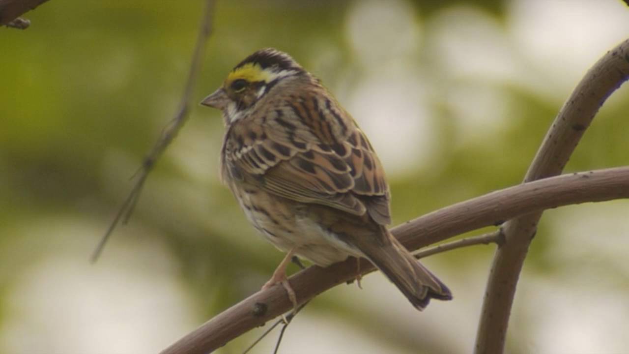 Yellow-browed Bunting (Emberiza chrysophrys) 